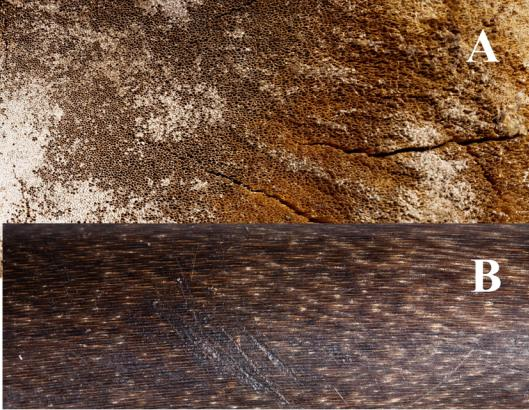 Ил. 10. Структура рога носорога