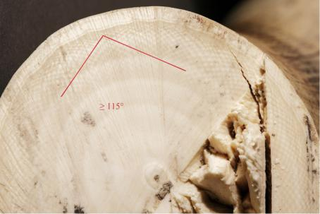 Ил. 7. Линии Шрегера на слоновой «кости»